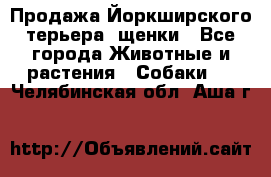 Продажа Йоркширского терьера, щенки - Все города Животные и растения » Собаки   . Челябинская обл.,Аша г.